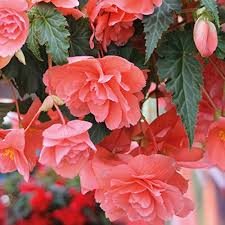 Buy Begonia Boliviensis Seeds for Planting Vibrant Biennials for All Seasons