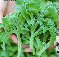 Green Iceplant Seeds for Planting - Vegetable Seeds