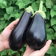 Eggplant Seeds for Planting Solanum Melongena vegetable patch home garden