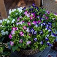 Torenia Flower Seeds for Planting and Gardening