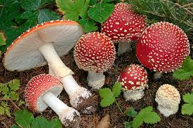 Red & White Mushroom Vegetable Seeds for Easy Planting