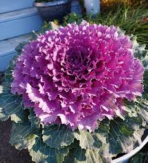 Violet Sky Blue Brassica Oleracea Flower Seeds for Planting Colorful Display Heirloom & GMO Free Seeds for Home Garden
Sale