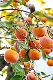 Red Diospyros Fruit Seeds for Planting - Grow Stunning Perennials