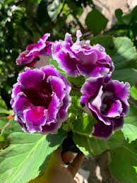 Violet Purple Gloxinia Flower Seeds for Planting Easy to Grow Heirloom & GMO Free Seeds for Home Garden
Sale