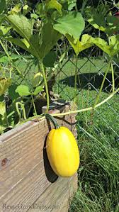 Yellow Spaghetti Vegetable Seeds Planting