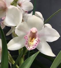 Rose Cymbidium Maxillaria Flower Seeds for Planting Bright Blooms Heirloom & GMO Free Seeds for Home Garden
Sale