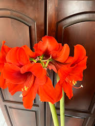 Orange Amaryllis Flower Seeds for Planting Cottage Garden Essential Heirloom & GMO Free Seeds for Home Garden Sale