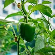 Green Bell Pepper Seeds Planting Guide