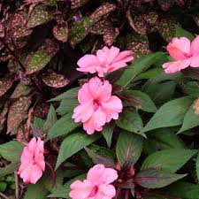 Pink Kohleria Seeds for Planting - Vibrant Flower Collection