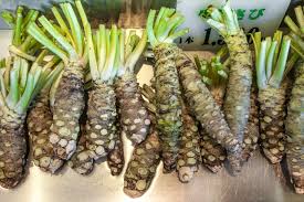 Horseradish Planting Seeds Grow Your Own Spicy Root
