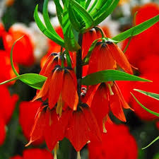 Red Fritillaria Flower Seeds for Planting Garden Favorite Heirloom & GMO Free Seeds for Home Garden
Sale