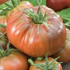 Brown Giant Tomato Seeds for Planting