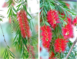 Red Bottlebrush Tree Seeds for Planting Add Vibrant Color to Your Garden