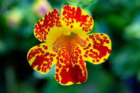 Red Monkey Flower Seeds for Planting and Gardening