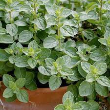 Oregano Herb Seeds for Planting - Grow Fresh Flavor