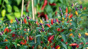 Pequin Chili Seeds for Planting - Vegetable Garden Starter