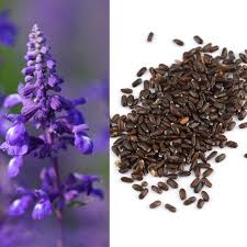 Lavender Lavandula angustifolia Seeds for Planting in Herb Garden & Flower Bed