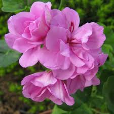 Purple Univalve Geranium Flower seeds for Planting Long Bloom Season Heirloom & GMO Free Seeds for Home Garden