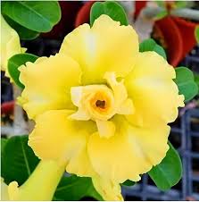 Light Lemon Adenium Flower Seeds for Vibrant Planting
