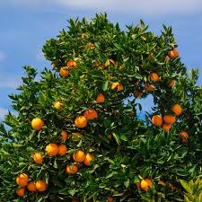 Orange Planting Seeds for Juicy Citrus Fruit - Grow Delicious Oranges