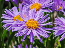 Aster Alpin Flower seeds for Planting - Garden Favorite, Heirloom & GMO Free Seeds for Home Garden