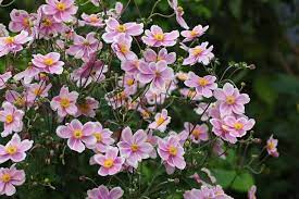 Windblume Flower Anemone spp. Seeds for Planting in Flower Bed & Garden
