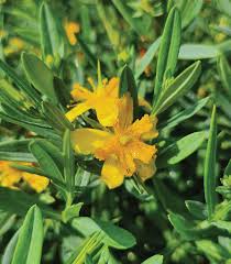 Euphorbia Lathyris Flower seeds for Planting - Sun Loving, Heirloom & GMO Free Seeds for Home Garden