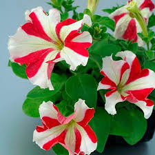 Red White Petunia Flower Seeds Planting