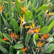 Orange Reginae Flower Seeds for Planting - Bright Perennial Blooms