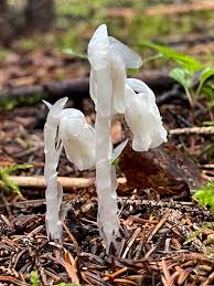 Monotropa Uniflora Seeds - Planting the Enigmatic Indian Pipe Flower