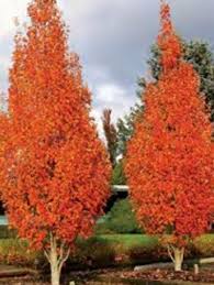 Orange Pyrus Calleryana Tree Planting Seeds