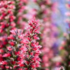 Red Amoenum Flower Planting Seeds - Vibrant Crimson Blooms for Your Garden