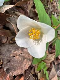 White Philadelphus Coronarius Seeds for Planting - Fragrant Mock Orange Blooms