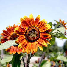 Orange Mini Sunflower Seeds for Easy Planting