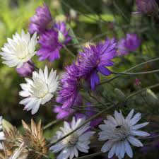 Lavender Xeranthemum Seeds for Planting - Annual Flower Seeds for Vibrant Blooms