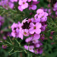 Violet Linifolium Flower Seeds Perfect for Planting & Growing