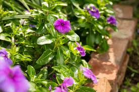 Periwinkle Flower Seeds for Easy Planting
