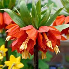 Fritillaria Flower seeds for Planting - Easy to Grow, Heirloom & GMO Free Seeds for Home Garden