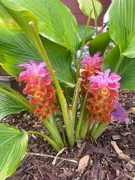 Curcuma Flower Seeds for Planting - Stunning Pink Blooms