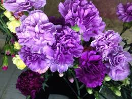 Violet Caryophyllus Flower seeds for Planting - Shade Tolerant, Heirloom & GMO Free Seeds for Home Garden