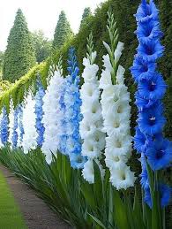Blue White Gladiolus Flower Seeds for Planting Seasonal Bloomer Heirloom & GMO Free Seeds for Home Garden
Sale