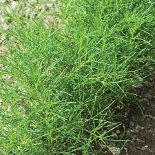 Saltwort Herb Seeds for Easy Planting