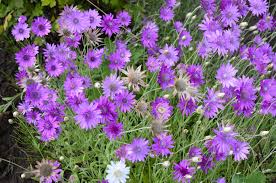 Xeranthemum Annuum Flower Seeds Planting