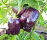 Chocolate Pepper Seeds for Easy Planting