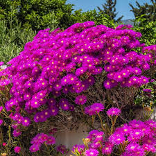 Mittagsblume Flower seeds for Planting - Fragrant Blossoms, Heirloom & GMO Free Seeds for Home Garden