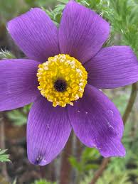 Violet Pulsatilla Flower Seeds for Easy Planting