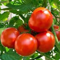 Zac Tomato Vegetable Seeds Planting