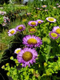 Purple Yellow Erigeron Flower Seeds for Vibrant Planting