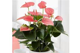 Pale Pink Anthurium Andraeanu Seeds for Planting - Vibrant Blooms for Your Garden