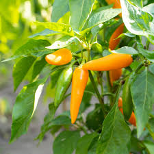 Orange Chili Vegetable Seeds for Planting